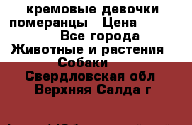 кремовые девочки померанцы › Цена ­ 30 000 - Все города Животные и растения » Собаки   . Свердловская обл.,Верхняя Салда г.